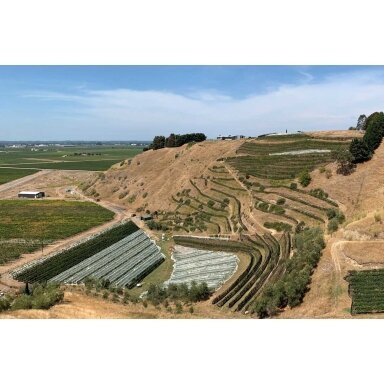 Bilancia Trelinnoe Syrah 2020 Hawkes Bay