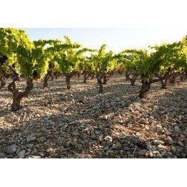 Bodegas Obalo San Roque Joven Rioja DOCa 2020 0,75L 3