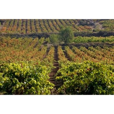 Bodegas Alvaro Domecq 1730 Amontillado VORS Jerez DO 0,75L