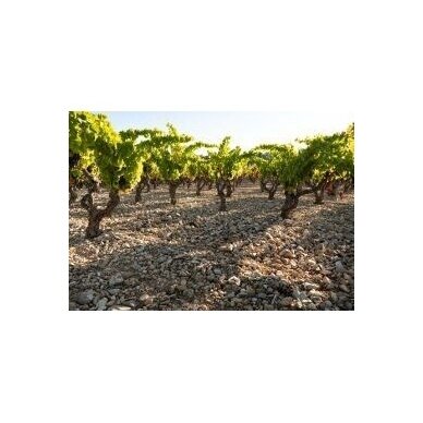 Bodegas Obalo San Roque Joven Rioja DOCa 2020 0,75L 4