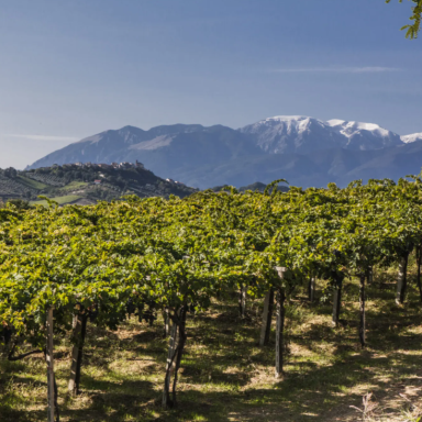 Chiore Montepulciano d'Abruzzo DOC