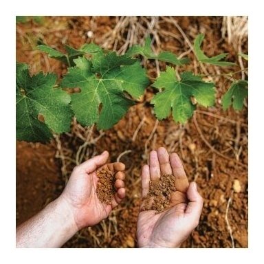 Degustacija TERROIR ĮTAKA VYNUI