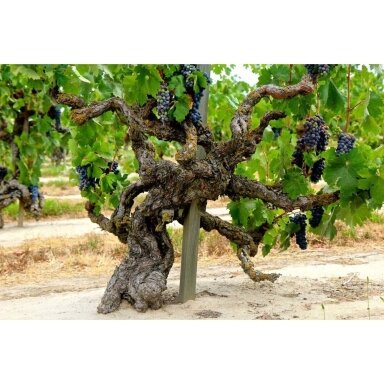 Dominio de Atauta Ribera del Duero DOCa Magnum 2018 1.5L