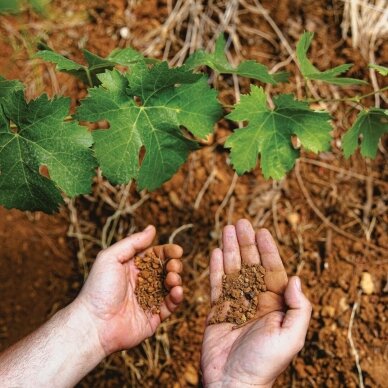 Hochar Pere et Fils Rouge 2020 2 Hochar Pere et Fils Rouge 2020 2