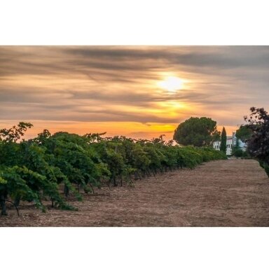 Lanzado Pet Nat Rose Vino de la Terra de Castilla  IGP 0,75L