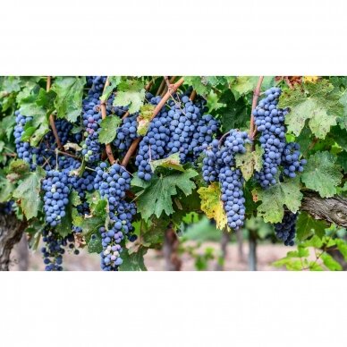Laderas de Romeo Monastrell Jumilla DO 0,75L 3