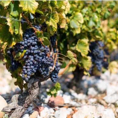 Le Clos du Caillou Le Caillou Cote du Rhone Rouge AOC 2024 2 Le Clos du Caillou Le Caillou Cote du Rhone Rouge AOC 2024 2