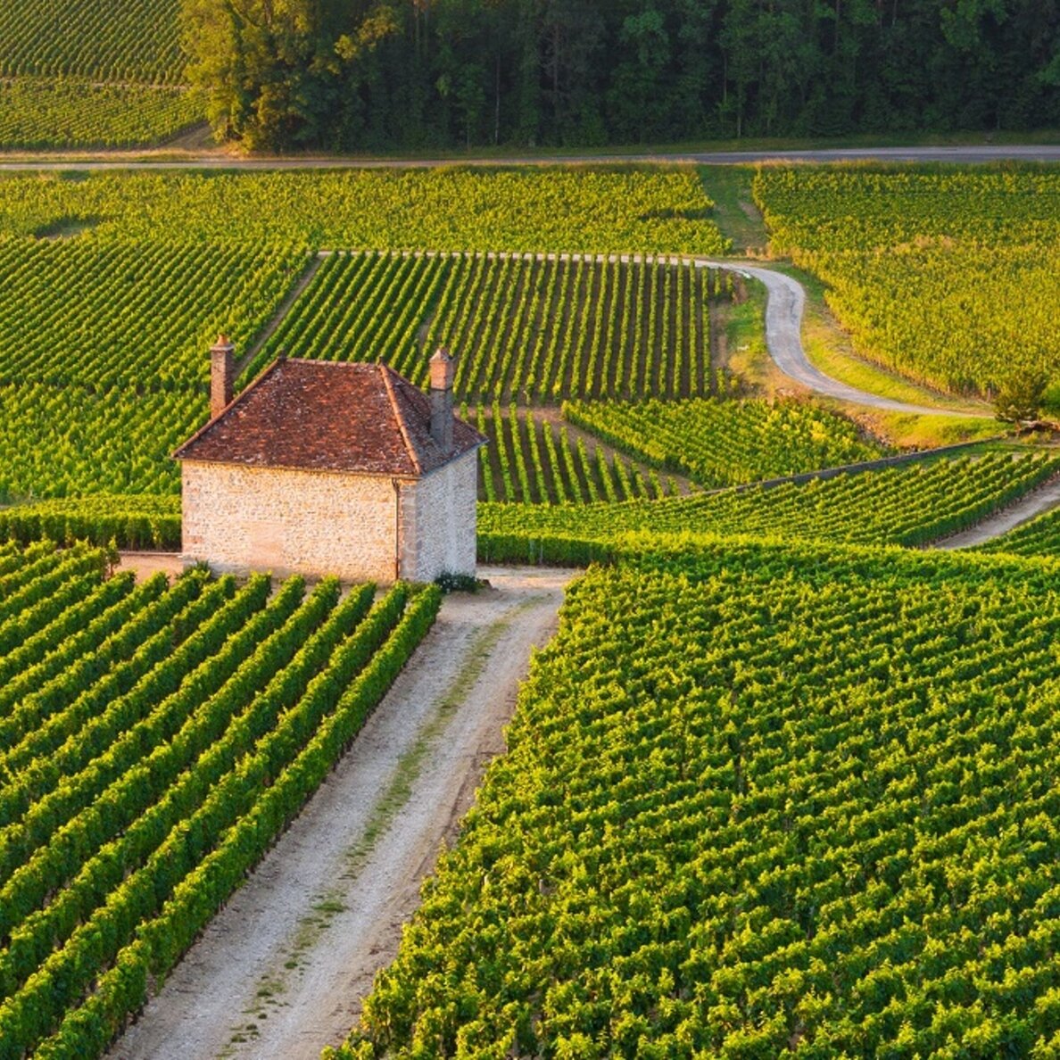 Prosper Maufoux Gevrey Chambertin AOC 2023 1 Prosper Maufoux Gevrey Chambertin AOC 2023 1