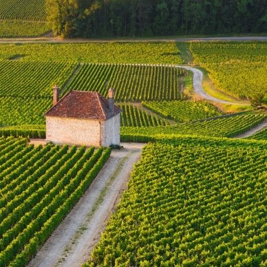 Prosper Maufoux Gevrey Chambertin AOC 2023 1