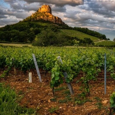 Prosper Maufoux Pouilly Fuisse AOC 2024 1