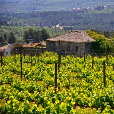 Quinta do Cruzeiro Vinho Verde Branco DOC 2024 0,75L