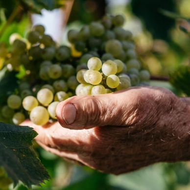 Sacchetto Millesimato Spumante Extra Dry 2025 1 Sacchetto Millesimato Spumante Extra Dry 2025 1