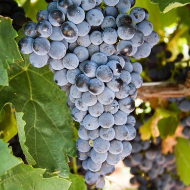 Terre di Guardia Aglianico del Sannio DOC