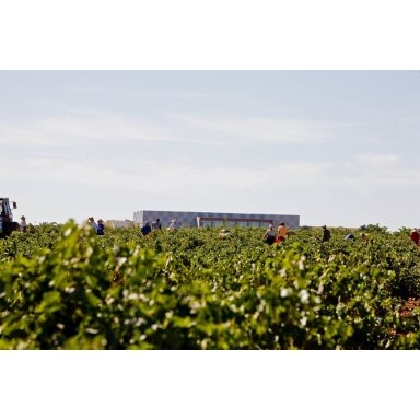 Venta La Ossa Cabernet Sauvignon Vinos de La Tierra de Castilla IGP 2019 0,75L Venta La Ossa Cabernet Sauvignon Vinos de La Tierra de Castilla IGP 2019 0,75L